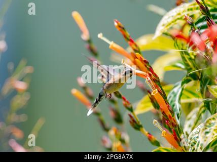Petit colibri Hermit se nourrissant de fleurs d'orange au soleil. Banque D'Images