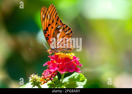 Papillon d'orange tropical sirotant le nectar des fleurs de Lantana. Banque D'Images