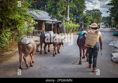 Une femme de la minorité ethnique m'nong fermier marche son petit troupeau de buffles d'eau à la fin de la journée à Buon Jun, lien son, Vietnam. Banque D'Images