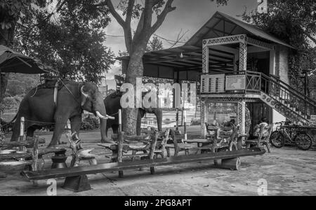 Deux éléphants d'Asie portant des howdahs, ou sièges, sont enchaînés aux arbres en attendant les touristes à Buon Jun, lien son, Vietnam. Banque D'Images