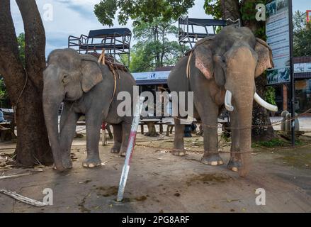 Deux éléphants d'Asie portant des howdahs, ou sièges, sont enchaînés aux arbres en attendant les touristes à Buon Jun, lien son, Vietnam. Banque D'Images