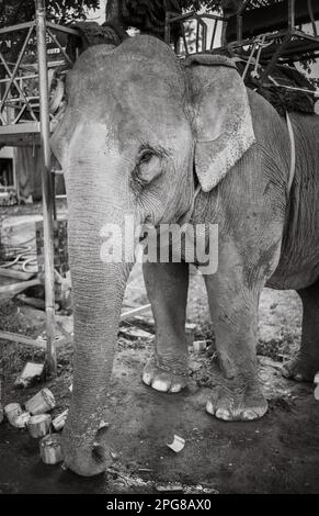 Un éléphant d'Asie portant un howdah, ou siège, est enchaîné à un arbre comme il attend les touristes à Buon Jun, lien son, Vietnam. Banque D'Images