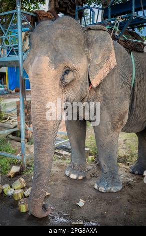 Un éléphant d'Asie portant un howdah, ou siège, est enchaîné à un arbre comme il attend les touristes à Buon Jun, lien son, Vietnam. Banque D'Images