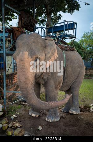 Un éléphant d'Asie portant un howdah, ou siège, est enchaîné à un arbre comme il attend les touristes à Buon Jun, lien son, Vietnam. Banque D'Images