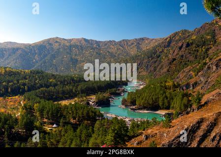 Vue de la montagne dans le cadre de branches d'épicéa à la rivière turquoise Katun parmi les collines et la pierre dans l'Altai en Russie pendant la d Banque D'Images