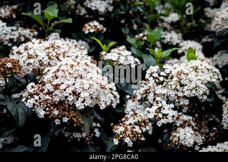 Laurustine est une espèce de plantes à fleurs de la famille des Adoxaceae. Gros plan d'un cyme de fleurs rose blanc-clair du laurustinus ou laurustine ou Banque D'Images