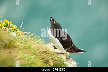 Razorbill à Summertime. Nom scientifique: ALCA torda. Rasoir adulte perché sur un éperon rocheux avec tête relevée et bec ouvert à Bempton Cliffs, E Banque D'Images