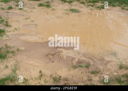 Ruislip, Royaume-Uni. 21st mars 2023. Un nouveau mélange de liquide bouillant est apparu sur les terrains de rugby du Ruislip Rugby Club et suscite des inquiétudes et des inquiétudes en matière de sécurité pour les résidents locaux et les utilisateurs de clubs de rugby. Un tunnel ferroviaire à grande vitesse de HS2 est actuellement en train de faire un tunnel vers Euston sous le terrain du club de rugby. HS2 ont déclaré à la BBC que « l'air semble avoir été forcé à traverser un sol engorgé par l'intermédiaire d'un trou de forage préexistant pendant les opérations de creusement de tunnels. La zone a été temporairement clôturée et reste sûre". Toutefois, HS2 entrepreneurs en bruit et vibrations environnementaux ont pris des mesures Banque D'Images