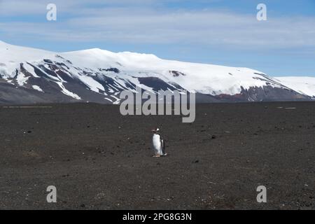 Manchot solitaire de Gentoo debout sur la mudflow sur l'île de Deception (volcan actif) - Antarctique avec des montagnes en arrière-plan Banque D'Images