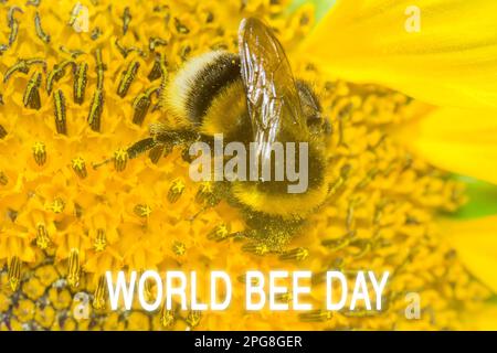 Abeille collectant le pollen sur la fleur jaune. Gros plan. Le jour des abeilles. Mise au point sélective Banque D'Images