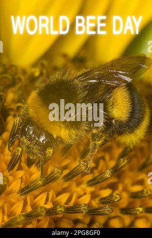 Abeille collectant le pollen sur la fleur jaune. Gros plan. Le jour des abeilles. Photo verticale Banque D'Images