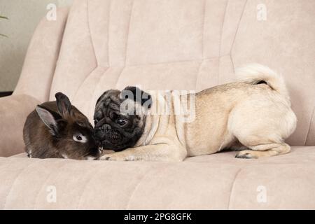 La relation entre un pug et un lapin, l'amitié et l'amour des animaux de compagnie. Banque D'Images