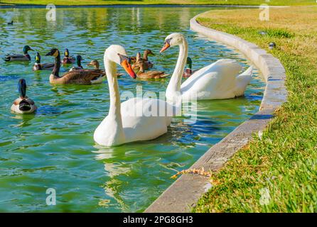 Deux cygnes blancs, canards et oies noires sauvages nageant ensemble sur un étang vert tranquille. Banque D'Images