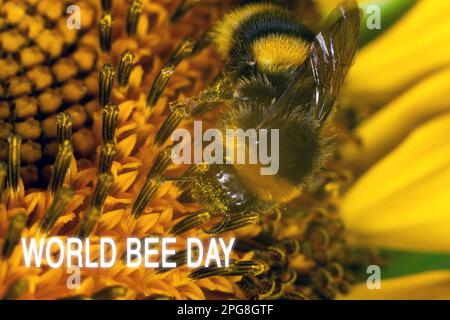 Gros plan d'une grande abeille rayée recueille le miel sur une fleur jaune lors d'une journée ensoleillée. Jour des abeilles. Banque D'Images