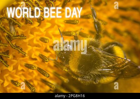 Gros plan d'une grande abeille rayée recueille le miel sur une fleur jaune lors d'une journée ensoleillée. Jour des abeilles. Banque D'Images