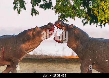 Deux grands taureaux Hippopotamus, Hippopotamus amphibius, se battent sur terre dans le parc national de Mana pools au Zimbabwe. Banque D'Images