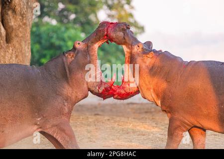 Deux grands taureaux Hippopotamus, Hippopotamus amphibius, se battent sur terre dans le parc national de Mana pools au Zimbabwe. Banque D'Images