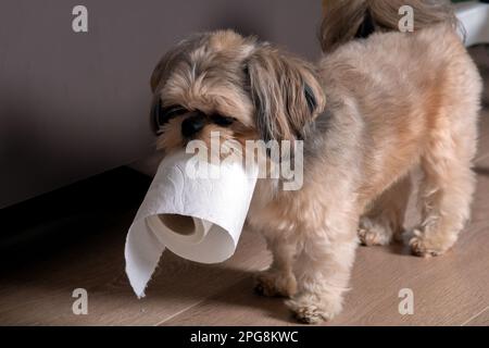 Photo Shih Tzu chien de petite race marchant avec du papier toilette à la maison Banque D'Images