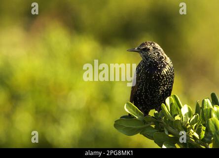 Starling commun dans la lumière dorée Banque D'Images