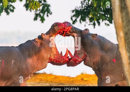 Deux grands taureaux Hippopotamus, Hippopotamus amphibius, se battent sur terre dans le parc national de Mana pools au Zimbabwe. Banque D'Images