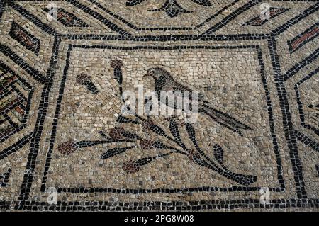 Béni au Paradis, symbolisé par un oiseau perché sur une branche fleurie ou une brindille. Détail de la mosaïque romaine tardive de la Basilica di Santa Maria Assunta at Aquileia, Friuli Venezia Giulia, Italie. L'une des nombreuses mosaïques créées par les premiers artistes chrétiens au IVe siècle après JC comme le christianisme s'est répandu dans tout l'Empire romain. Banque D'Images
