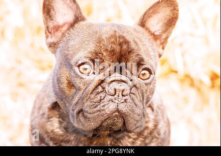 Portrait en gros plan d'un chien Bulldog français. Un jeune chien un jour ensoleillé. Banque D'Images