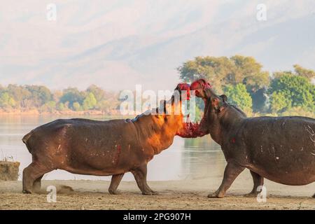 Deux grands taureaux Hippopotamus, Hippopotamus amphibius, se battent sur terre dans le parc national de Mana pools au Zimbabwe. Banque D'Images