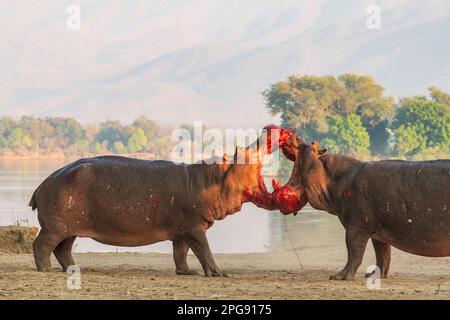 Deux grands taureaux Hippopotamus, Hippopotamus amphibius, se battent sur terre dans le parc national de Mana pools au Zimbabwe. Banque D'Images