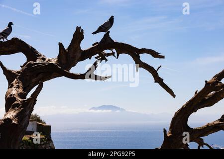 Les pigeons s'assoient dans un arbre mort qui encadre la montagne Jebel Musa au Maroc, au-dessus du droit de Gibraltar, vu du territoire britannique d'outre-mer de Gibraltar Banque D'Images