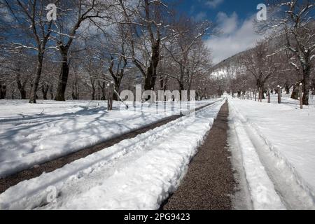 strada lungo castagneti innevati; monti picentini, acerno, salerno, campanie, italie, Banque D'Images