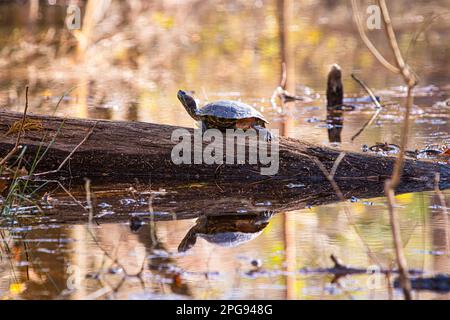 Une tortue bronzer sur une terrasse dans un lac avec une belle réflexion dans l'eau Banque D'Images