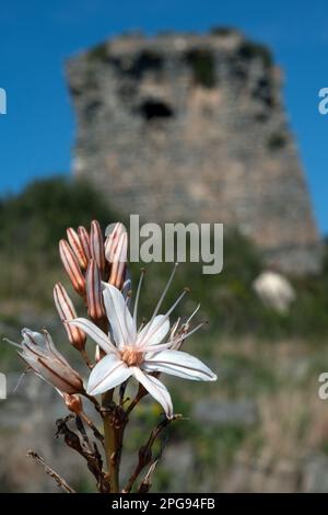 asfodelo bianco, capo palinuro, centola, salerno, campanie, italie, Banque D'Images