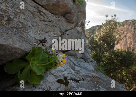 primula di palinuro, capo palinuro, centola, salerno, campanie, italie, Banque D'Images