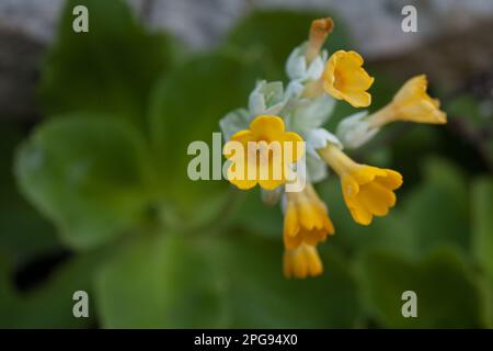 primula di palinuro, capo palinuro, centola, salerno, campanie, italie, Banque D'Images