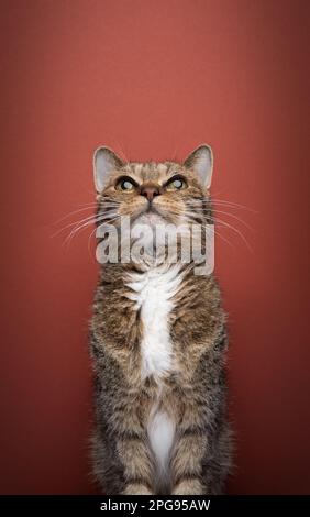 Vieux chat tabby, regardant l'espace de copie curieusement. Portrait sur fond rouge avec espace de copie Banque D'Images