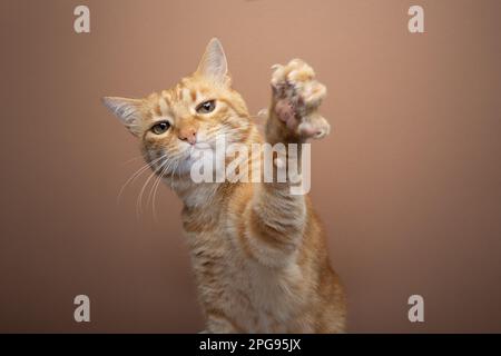 Tabby Ginger chat, levant sa patte avec des griffes étendues, atteignant à la caméra. Portrait sur fond beige avec espace de copie Banque D'Images