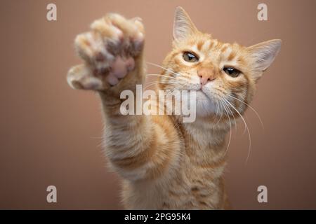 Tabby Ginger chat, levant sa patte avec des griffes étendues, atteignant à la caméra. Portrait sur fond beige avec espace de copie Banque D'Images