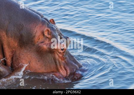 Un gros plan d'un Hippopotame, Hippopotamus amphibius, se dirige dans le fleuve Zambèze, au Zimbabwe. Banque D'Images