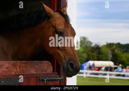 Tête de cheval sur une porte stable boulonnée (vue de côté, participant à une compétition équestre, événement du champ d'exposition) - Great Yorkshire Show, Harrogate, Angleterre, Royaume-Uni. Banque D'Images