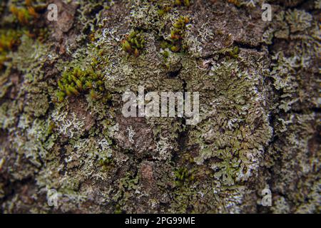 Un gros plan d'un tronc d'arbre vieilli, avec une écorce recouverte de mousse et de lichen vert vif Banque D'Images