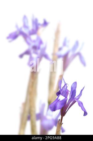 La noix de Barbarie (Moraea sisyrinchium, syn. Gynandriris sisyrinchium) iris sauvage, (Iris sisyrinchium). Porto Conte, Alghero, Sassari. Sardaigne, Italie.. Banque D'Images