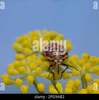 Insecte de chou (Eurydema ornata, Eurydema ornatum) Alghero. Sardegna. Italie Banque D'Images