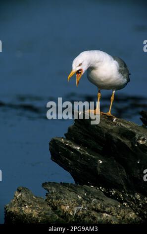 Gabbiano reale mediterraneo, Larus cachinnans, Stintino, Lagune di Casaraccio, Sassari, Sardegna, Italie. Goéland argenté (Larus cachinnans) Banque D'Images