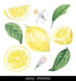 Set aquarelle de citrons, feuilles et fleurs, peint à la main dans le style botanique, pour l'utilisation en vacances, mariage, et la conception de nourriture. Clipart agrumes tropical Banque D'Images