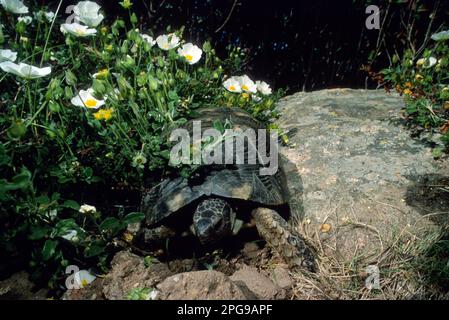 Tortue Marginée, Testudo marginata. Cette tortue se trouve uniquement en Grèce, dans certaines îles de la mer Égée et en Sardaigne, Banque D'Images