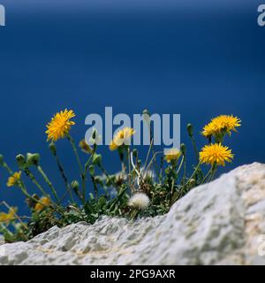 Taraxacum officinale, le pissenlit ou pissenlit commun, fleurs sur les rochers, en fleurs, avec la mer bleue sur le backgroumd Alghero, Capo Caccia Sardinia Banque D'Images
