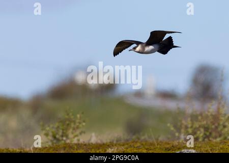 Schmarotzer-Raubmöwe, Schmarotzerraubmöwe, helle Morphe, Flug, Flugbild, Fliegend, Raubmöwe, Raubmöwen, Stercorarius parasiticus, parasite Jaeger, AR Banque D'Images