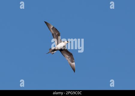 Schmarotzer-Raubmöwe, Schmarotzerraubmöwe, helle Morphe, Flug, Flugbild, Fliegend, Raubmöwe, Raubmöwen, Stercorarius parasiticus, parasite Jaeger, AR Banque D'Images