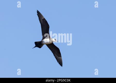 Schmarotzer-Raubmöwe, Schmarotzerraubmöwe, helle Morphe, Flug, Flugbild, Fliegend, Raubmöwe, Raubmöwen, Stercorarius parasiticus, parasite Jaeger, AR Banque D'Images