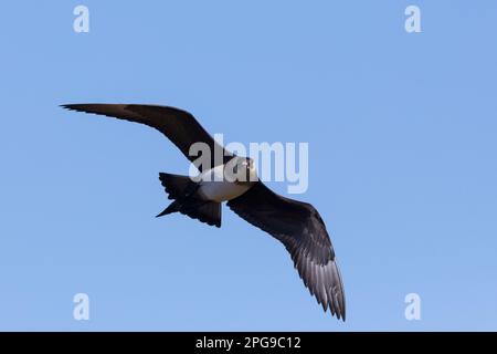 Schmarotzer-Raubmöwe, Schmarotzerraubmöwe, helle Morphe, Flug, Flugbild, Fliegend, Raubmöwe, Raubmöwen, Stercorarius parasiticus, parasite Jaeger, AR Banque D'Images